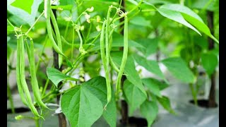 Plantar judías verdes en la huerta  Hogarmanía [upl. by Akehs956]