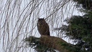 Un hibou sème la panique aux PaysBas [upl. by Elleira]