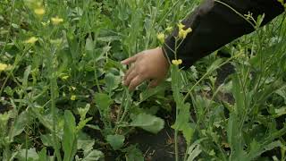 Growing Canola in Canada [upl. by Chappy]