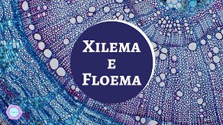 O que são o Xilema e Floema [upl. by Leacock120]