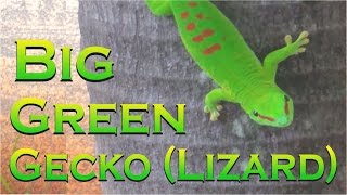 BIG Green Gecko  Lezard Vert  Mauritius  Ile Maurice [upl. by Ateloiv441]