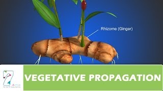 VEGETATIVE PROPAGATION [upl. by Aihsoem546]