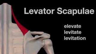 Arm Muscles 09 Levator Scapulae [upl. by Yssac]