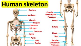 The skeletal system 🦴  Bones of the human body [upl. by Llennol19]