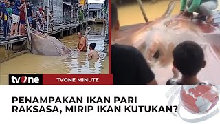 GEGER Warga Kalimantan Tangkap Ikan Pari Raksasa  tvOne Minute [upl. by Tamara]