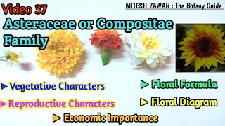 Asteraceae Family  Compositae Family Floral Formula amp Floral Diagram  Ray Florets amp Disc Florets [upl. by Naahsar11]