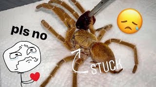 Ms Lord Have Mercy is dead   Tarantula molting GONE HORRIBLY WRONG [upl. by Lucey]