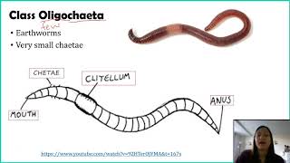 Phylum Annelida [upl. by Allenrad]