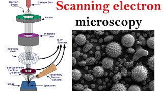 Electron microscopy lecture  Scanning electron microscope [upl. by Ainud355]