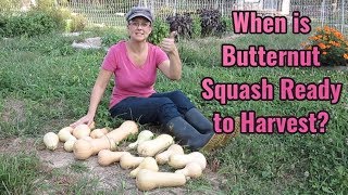 How to Tell if Butternut Squash is Ready to Harvest Simple Tips to Help You [upl. by Hinson118]