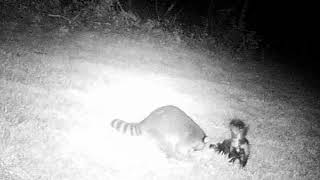 Skunk Sprayed Raccoon In the Face [upl. by Kyle]