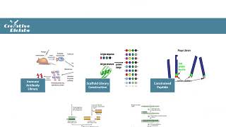 7Phage display and selection [upl. by Anastasius931]