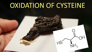 Oxidation of the Amino Acid LCysteine [upl. by Rianon]