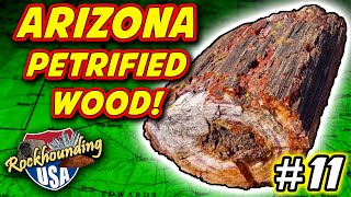 Stunning Petrified Wood from Holbrook Arizona DoBell Ranch [upl. by Hayes620]