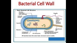 Microbiology of Bacterial Cell Wall [upl. by Eelnayr]