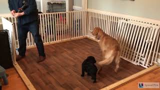 PVC Puppy Pen  Fully Customizable  DIY [upl. by Cesaro]