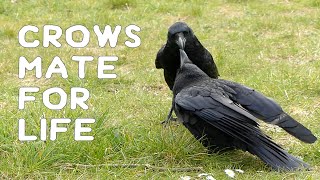 Crows mate for life [upl. by Annaitsirhc]