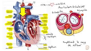 Le système cardiovasculaire [upl. by Nelram]