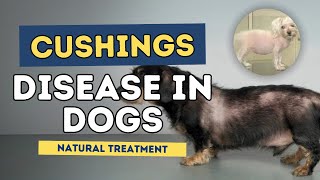 Cushings Disease in Dogs Natural Treatment [upl. by Henderson]