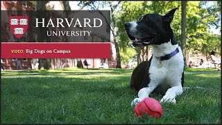 Harvard report Dogs reduce stress [upl. by Salot]