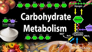 Carbohydrate Structure and Metabolism an Overview Animation [upl. by Renee440]