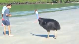 Cassowary at Cape Tribulation  Daintree PART 1 [upl. by Ecirual]