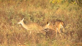 Texas Buck breeding doe in the wild [upl. by Anahsahs415]