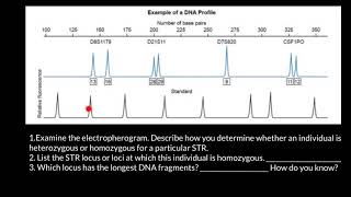 How to read STR electropherogram [upl. by Eelrebmik541]