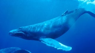 Haunting song of humpback whales [upl. by Nich]