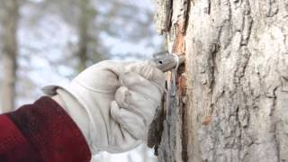 Making Maple Syrup Tapping Your Trees [upl. by Nosiddam997]