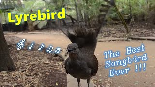 Lyrebird The Best Songbird Ever [upl. by Layton]