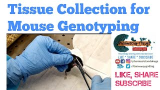 Tissue Collection for Mouse Genotyping [upl. by Merritt593]