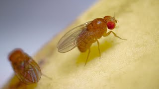 Complete Life Cycle of the Fruit Fly [upl. by Esoryram]