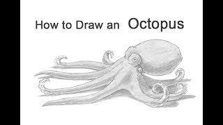 How to Draw an Octopus [upl. by Aubrie798]