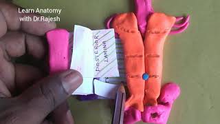 RECTUS SHEATH  made easy [upl. by Haisa]