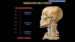 Drs Abad amp Matos  Anatomía del Cuello [upl. by Nylodnew]