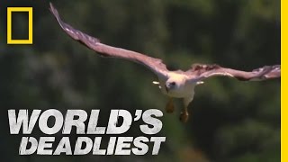 MidAir Eagle Fight  Worlds Deadliest [upl. by Bobbee]