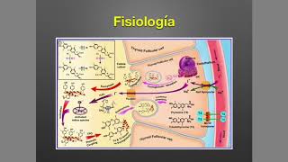 Tiroides Anatomía y Fisiología [upl. by Anneg]