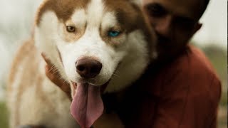 STORY OF GHOST  SIBERIAN HUSKY LIVING IN HIMALAYAS [upl. by Ahsinna]