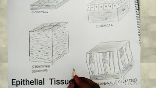 how to draw epithelial tissues [upl. by Lancaster]