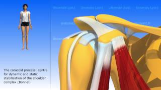 The coracobrachialis [upl. by Anikas504]