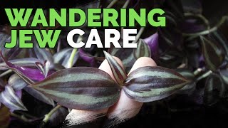 Wandering Jew Plant Care Growing Tradescantia Zebrina [upl. by Ramilahs]