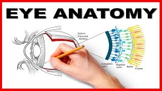 Eye Anatomy and Function  Made Easy [upl. by Odine]