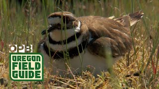 Killdeer Protects Eggs Plays Injured  Oregon Field Guide [upl. by Hillman]