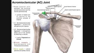 Facet Joint Replacement Vs Spine Fusion [upl. by Anrat]