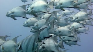 THE Aquarium bottom of the Ocean Africa in Hindi  ANIMAL Planet  WILD Life Hindi Documentary HD [upl. by Eiramasil]