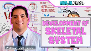 Embryology  Development of Skeletal System [upl. by Derte58]