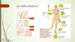 Articolazioni legamenti e muscoli [upl. by Asalocin]