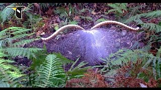 The Fanciest Bird in the World Superb Lyrebird [upl. by Reich]