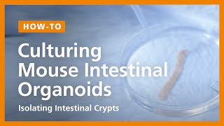 How to Culture Mouse Intestinal Organoids Isolating Intestinal Crypts and Establishing Organoids [upl. by Kermie]